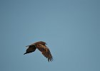 Zwarte wouw (oostelijk) (black-eared kite) Milvus migrans lineatus  - Ogii Nuur 14-08-2016 (5)